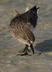 Little Stint feeding during low tide at Busaiteen coast, Bahrain