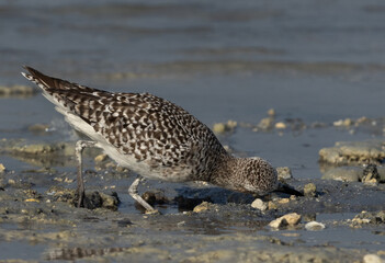 Closeup of Grey plover feeding at Busaiteen coast of Bahrain