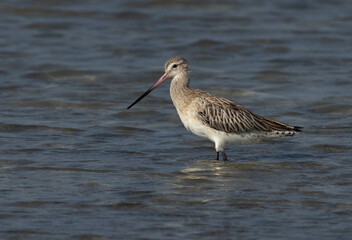 A portrait of a Bar-tailed Godwit at Busiateen coast of Bahrain