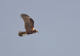 Eurasian Marsh harrier flying at Tubli bay, Bahrain