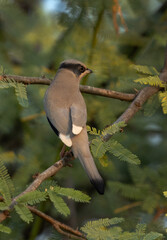 Closeup of Grey Hypocolius perched on acacia tree in the morning hours, Bahrain