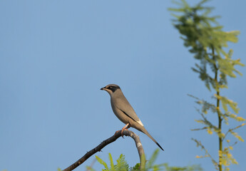 Grey Hypocolius perched on acacia tree in the morning hours, Bahrain