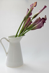 Close up Red Calla Lily on white background