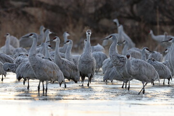 Sandhill Crane Bernardo Waterfowl Area – Bosque, New Mexico USA