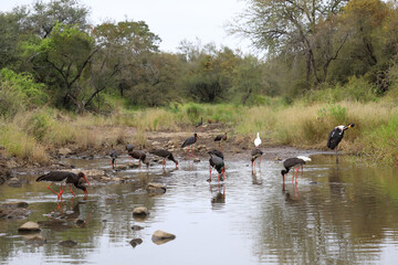 Sattelstorch und Schwarzstorch / Saddle-billed stork and Black Stork / Ephippiorhynchus senegalensis et Ciconia nigra.