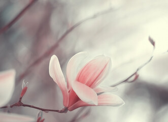 Delicate pink magnolia flower close up. Artistic photo in pastel gray pink pale colors.