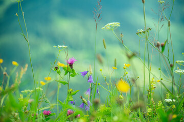 Various wild flowers in the mountains in summer.