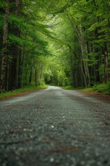 Fototapeta premium A peaceful and deserted road winding through a dense forest. This image captures the serenity and tranquility of nature.
