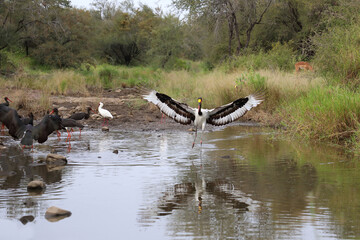 Sattelstorch und Schwarzstorch / Saddle-billed stork and Black Stork / Ephippiorhynchus...