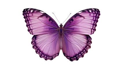Beautiful purple butterfly, transparent or isolated on white background