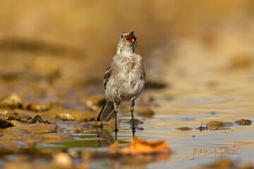 White wagtail - morning roar