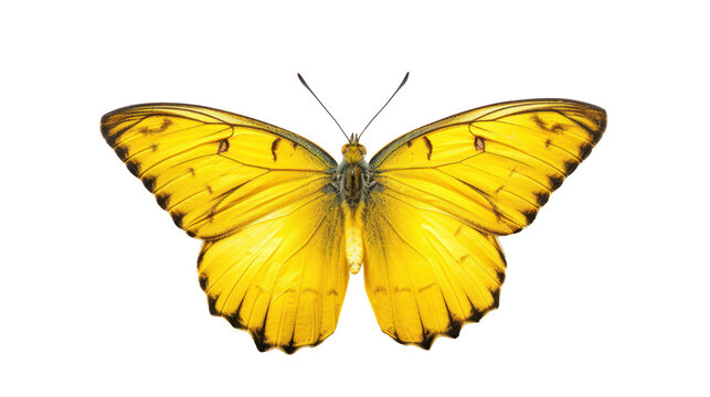 Beautiful yellow butterfly, transparent or isolated on white background