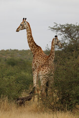Giraffe / Giraffe / Giraffa camelopardalis
