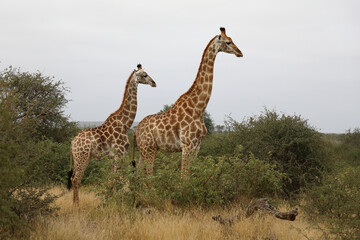 Giraffe / Giraffe / Giraffa camelopardalis