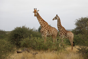 Giraffe / Giraffe / Giraffa camelopardalis