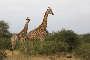 Giraffe / Giraffe / Giraffa camelopardalis
