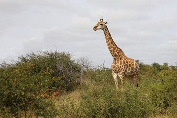 Giraffe / Giraffe / Giraffa camelopardalis