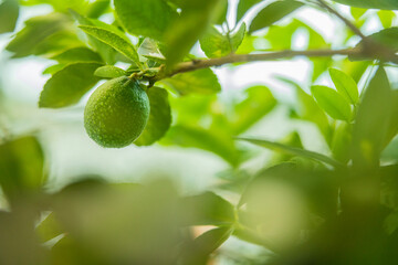 Close-up of Lemons on Tree 