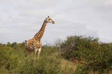 Giraffe / Giraffe / Giraffa camelopardalis