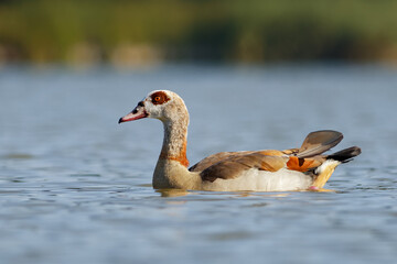 Obraz premium Egyptian goose