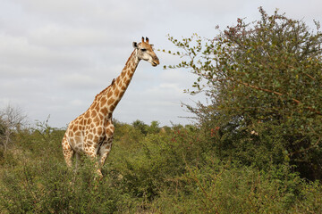 Obraz premium Giraffe / Giraffe / Giraffa camelopardalis