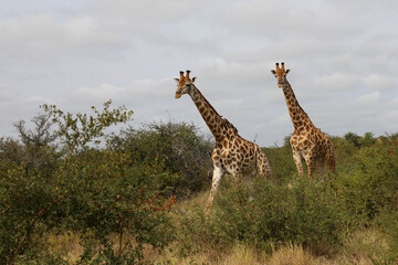 Obraz premium Giraffe / Giraffe / Giraffa camelopardalis