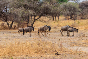 Herd of blue wildebeest (Connochaetes taurinus) in Tarangire National Park, Tanzania