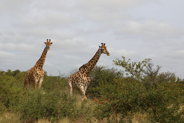 Giraffe / Giraffe / Giraffa camelopardalis