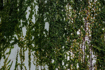 leaves background