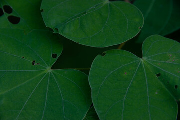 leaf texture