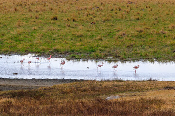 Lesser flamingo (Phoeniconaias minor) in Ngorongoro crater national park in Tanzania. Wildlife of Africa
