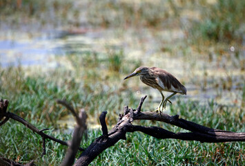 Indian pond heron fishing in a pond