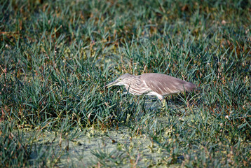 Indian pond heron fishing in a pond
