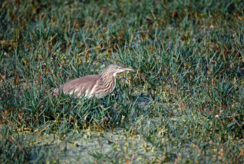 Indian pond heron fishing in a pond