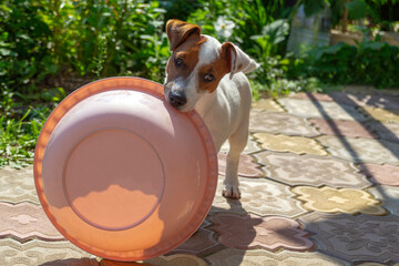Domestic life with dog. Hungry dog with is waiting for feeding .Jack Russell Terrier Dog Puppy.