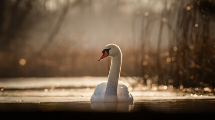 Mute Swan in golden light (Cygnus olor), serene water scene. - obrazy, fototapety, plakaty