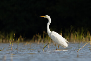 Great egret - Heron