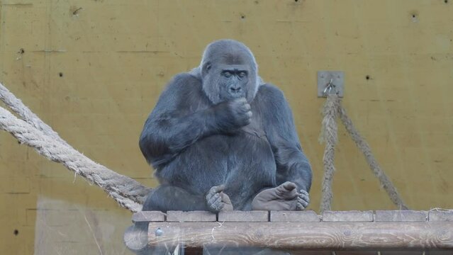 GORILA COMIENDO