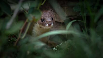 Common weasel peeking through foliage (Mustela nivalis), a curious gaze.