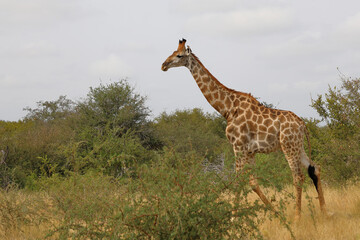 Giraffe / Giraffe / Giraffa camelopardalis