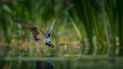 Barn Swallow in flight over water (Hirundo rustica), water droplets trailing