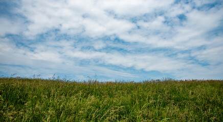 Nature landscape green plants blooming anemone flowers and blue clear sky in spring