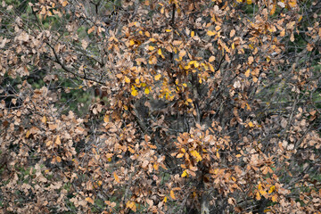 Golden oak leaves against a serene blue sky, perfect for backgrounds