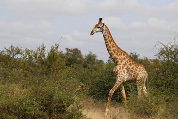 Giraffe / Giraffe / Giraffa camelopardalis