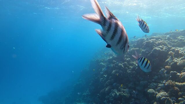 Scherenschwanz Sergeant Fisch Abudefduf sexfasciatus am Korallen Riff im Roten Meer in &Auml;gypten	