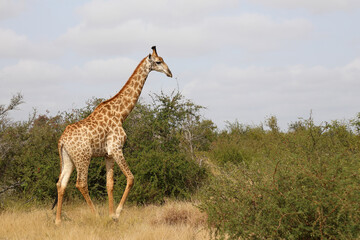 Giraffe / Giraffe / Giraffa camelopardalis
