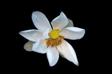 white narcissus on black