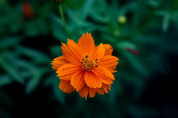 orange flower