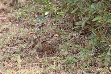 Swainsonfrankolin / Swainson's francolin or Swainson's spurfowl / Francolinus swainsonii..