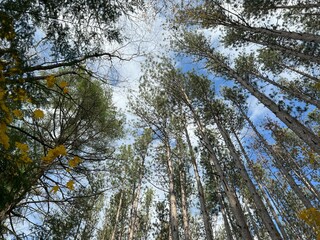 Obraz premium pine branches